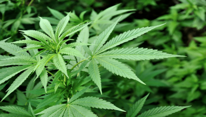 Marijuana DUI Defense Orange County Marijuana DUI Defenses